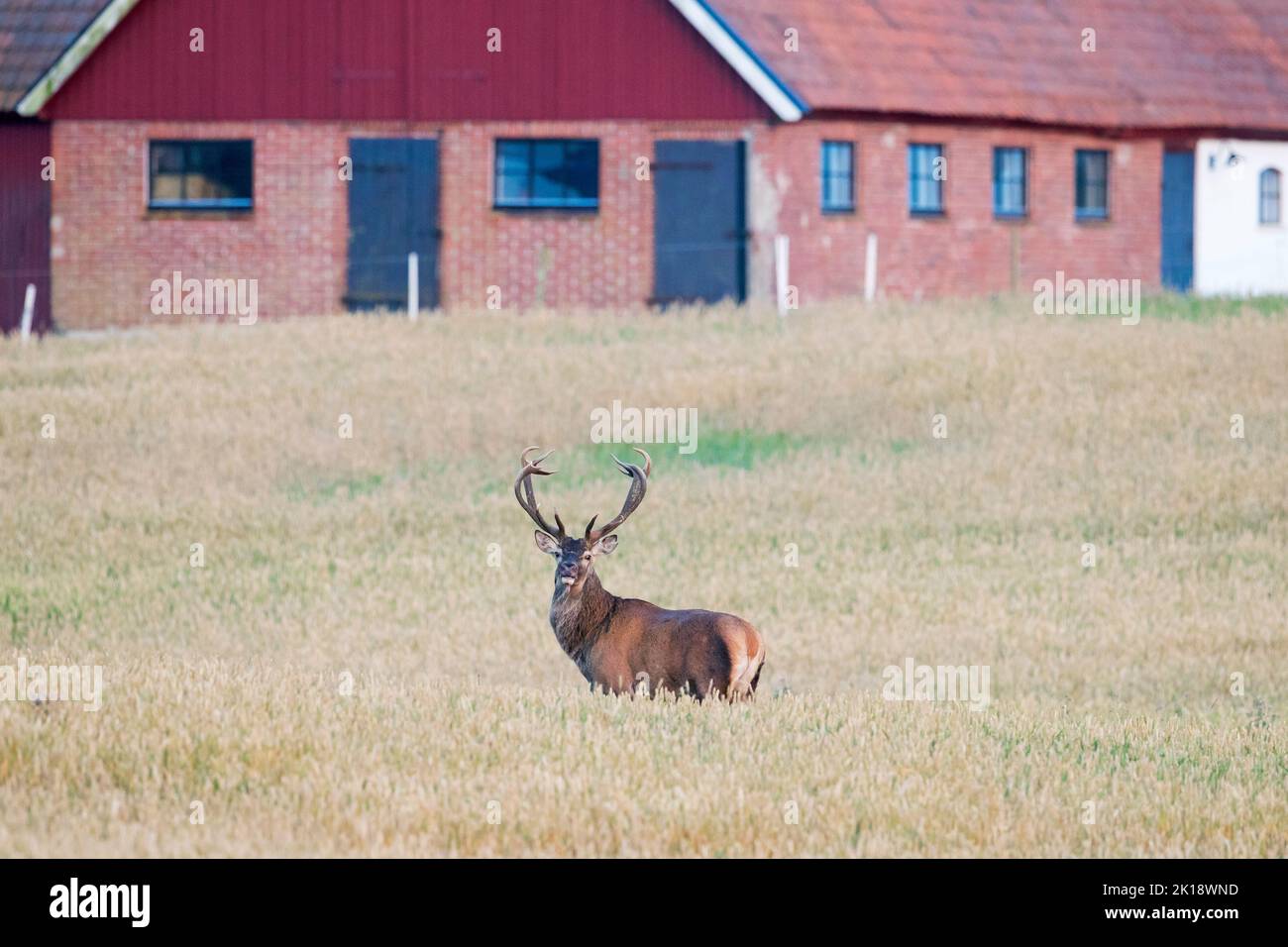 Cervo rosso (Cervus elaphus) solitario in piedi in campo cereale / campo di grano di fronte al fienile / fattoria edificio in estate, Scania / Skåne, Svezia Foto Stock