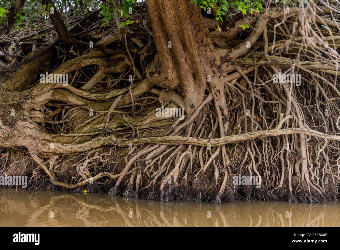 Interessanti formazioni a radice di un albero lungo la riva del piccolo fiume tributario del fiume Cuiaba vicino a Porto Jofre nel nord Pantanal, Mato Gros Foto Stock