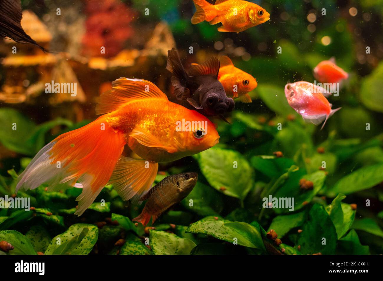 Bel rosso nuoto goldwish in casa acquario Foto Stock