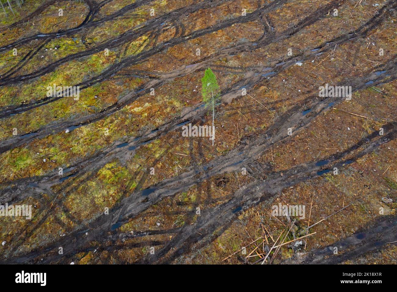Albero solitario in taglio netto che mostra i cingoli caterpillar, il taglio netto / lo svuotamento è una pratica di silvicoltura / disboscamento in cui tutti gli alberi sono tagliati Foto Stock