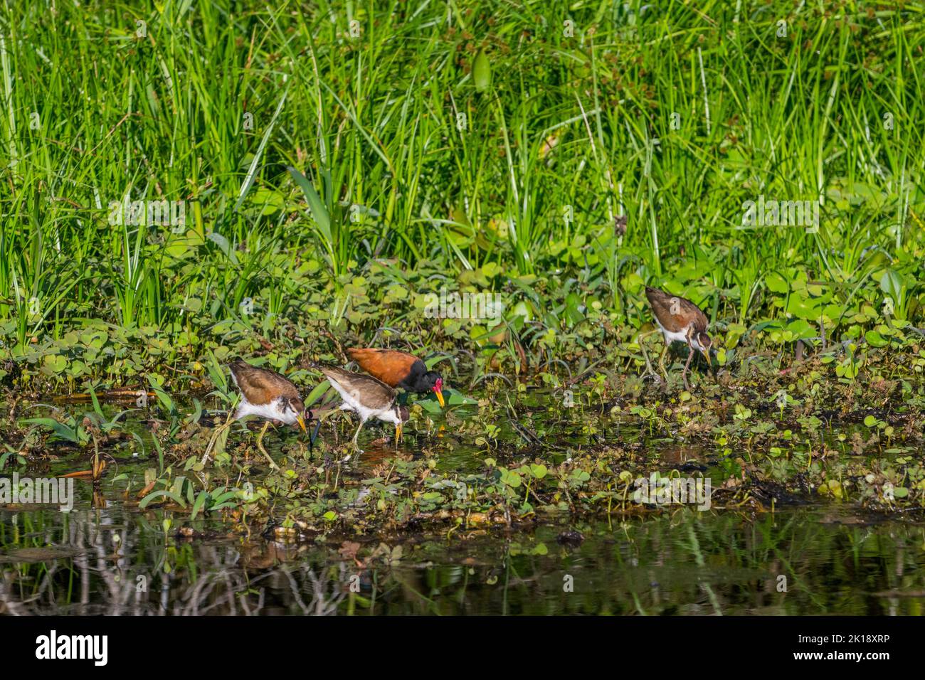 Jacanas Wattled (jacana jacana) alla ricerca di cibo nella vegetazione lungo la riva di un affluente del fiume Cuiaba vicino a Porto Jofre nel northe Foto Stock