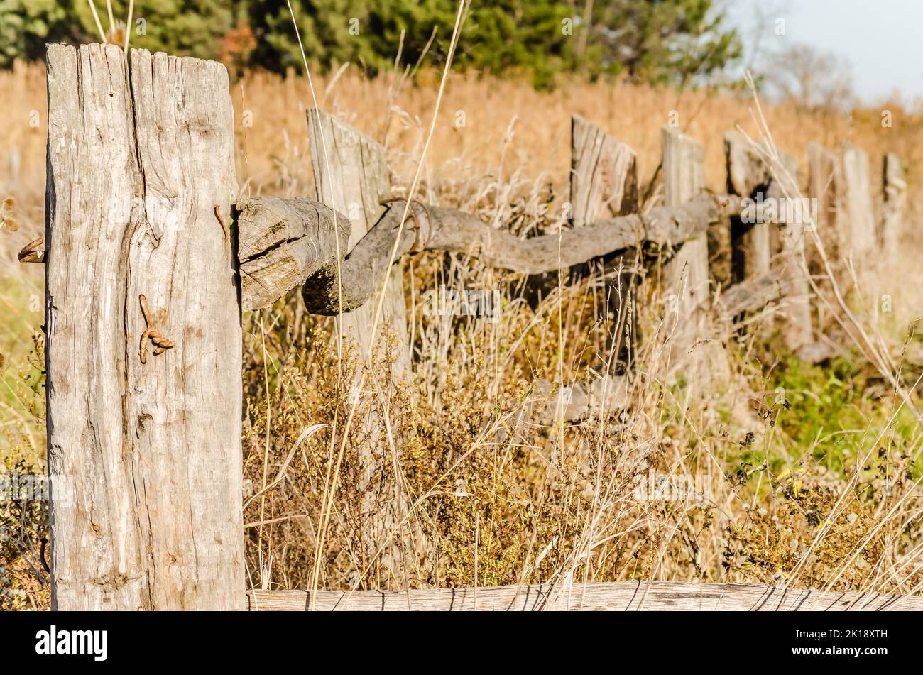 Vecchia recinzione di legno è cresciuta con erba gialla di campagna autunnale. Foto Stock