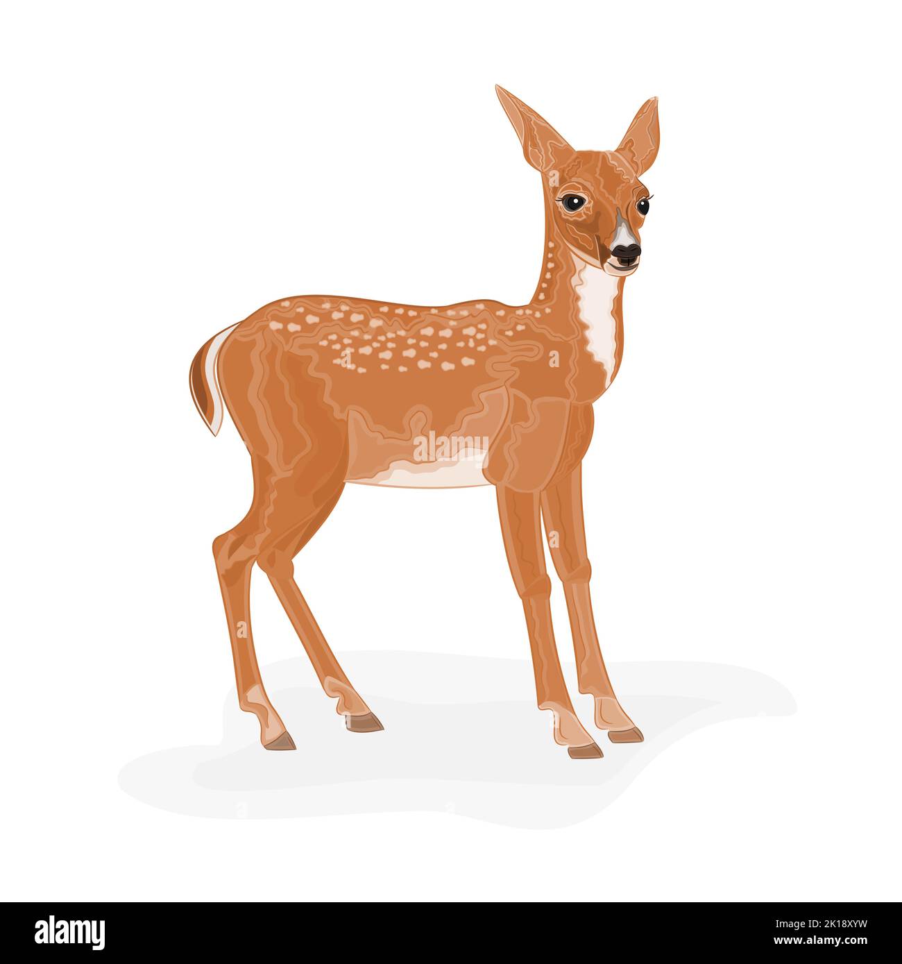 Illustrazione vettore capriolo Illustrazione Vettoriale