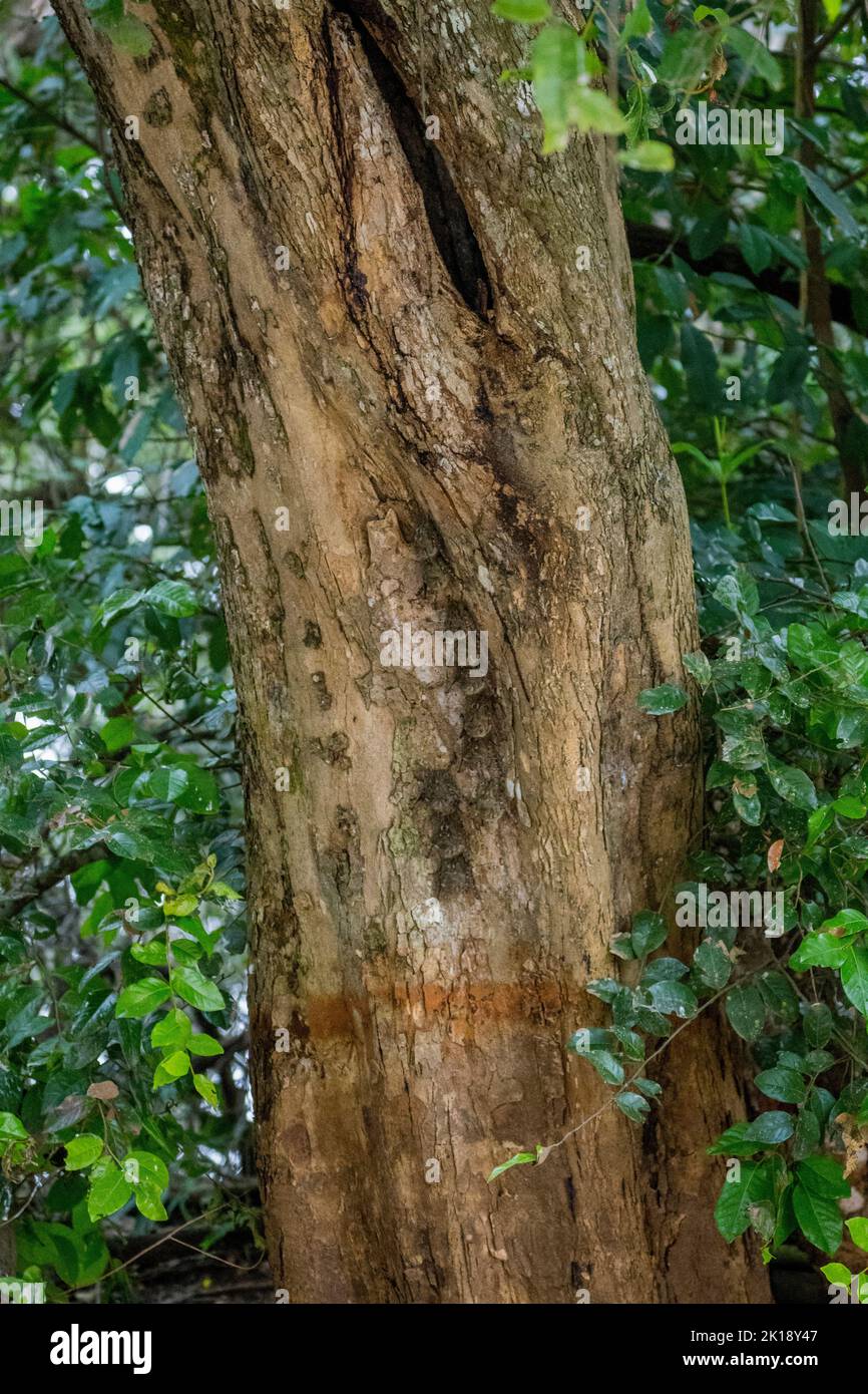 Pipistrelli Proboscis (Rhynchonycteris naso) o pipistrelli Proboscis a naso lungo su un tronco d'albero lungo un affluente del fiume Cuiaba vicino a Porto Jofre a nord Foto Stock