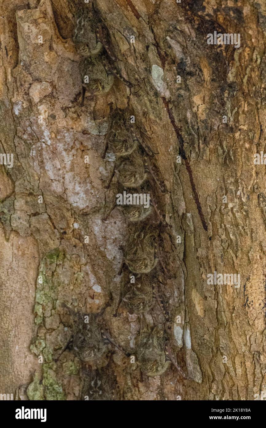 Pipistrelli Proboscis (Rhynchonycteris naso) o pipistrelli Proboscis a naso lungo su un tronco d'albero lungo un affluente del fiume Cuiaba vicino a Porto Jofre a nord Foto Stock