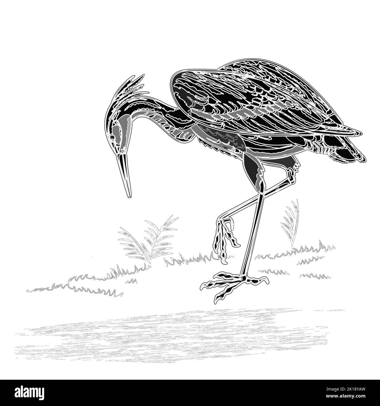 Illustrazione vettoriale dell'incisione d'epoca degli uccelli d'acqua Heron Illustrazione Vettoriale