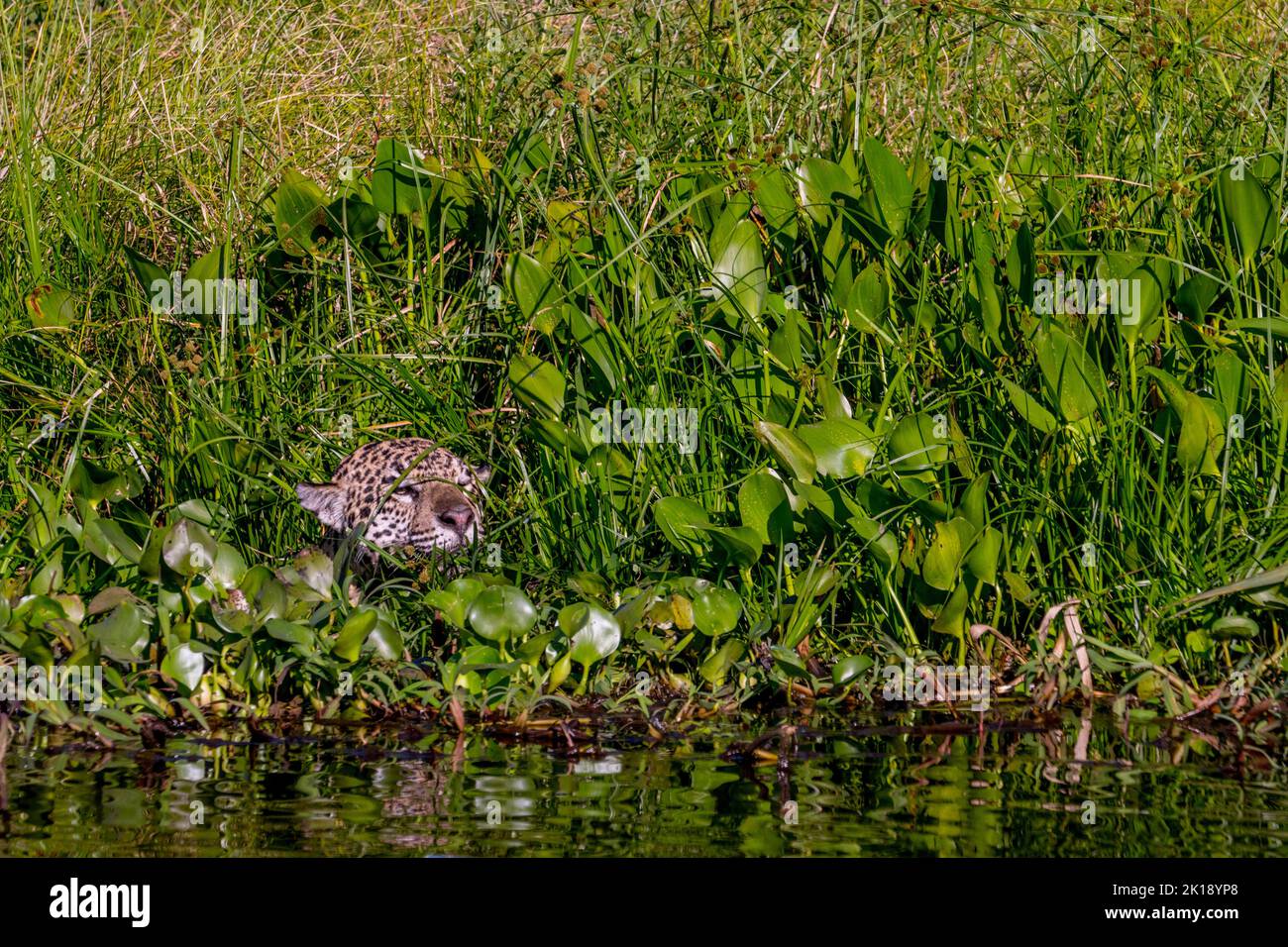 Una giaguaro femminile (Panthera onca) sta nuotando attraverso la vegetazione su una riva del fiume a caccia di caimani in uno degli affluenti del fiume Cuiaba ne Foto Stock