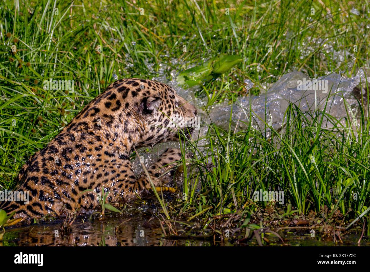 Una giaguaro femminile (Panthera onca) sta nuotando attraverso la vegetazione su una riva del fiume a caccia di caimani in uno degli affluenti del fiume Cuiaba ne Foto Stock