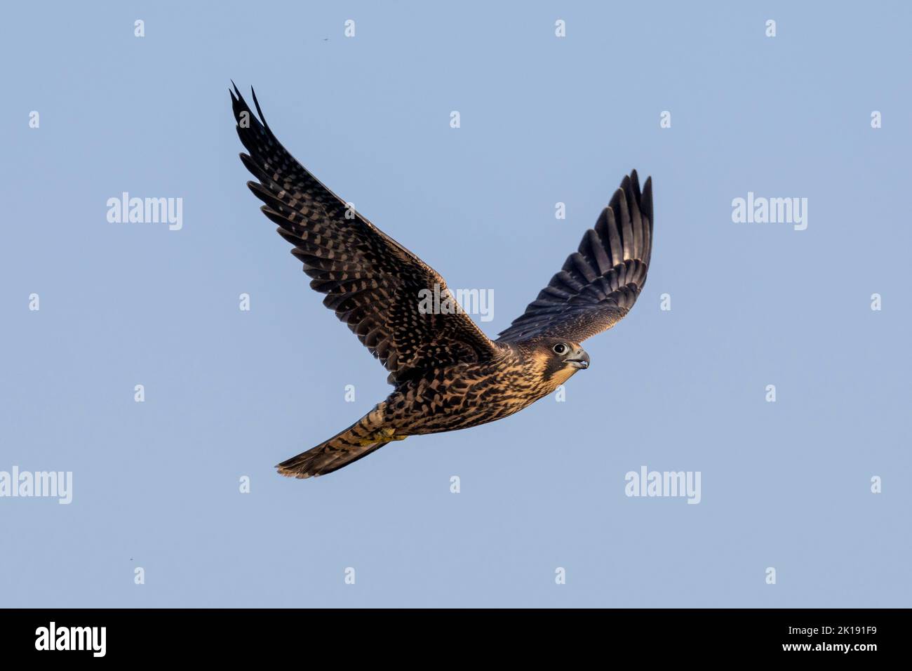 (Ottawa, Canada---15 settembre 2022) Un falco peregrino che vola via da inseguire gabbiani a Bank e Rideau. 2022 Copyright Photo Sean Burges / Mundo Sp Foto Stock