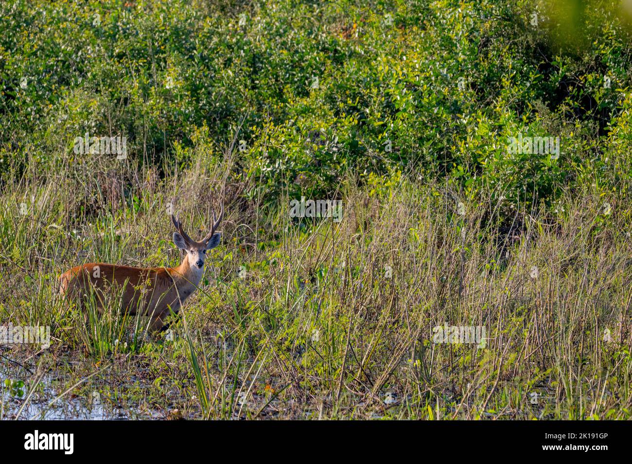 Un cervo paludoso (Blastocerus dichotomus) maschio nella zona umida Pantanal vicino al Lodge Aymara nel nord di Pantanal, provincia del Mato Grosso in Brasile. Foto Stock