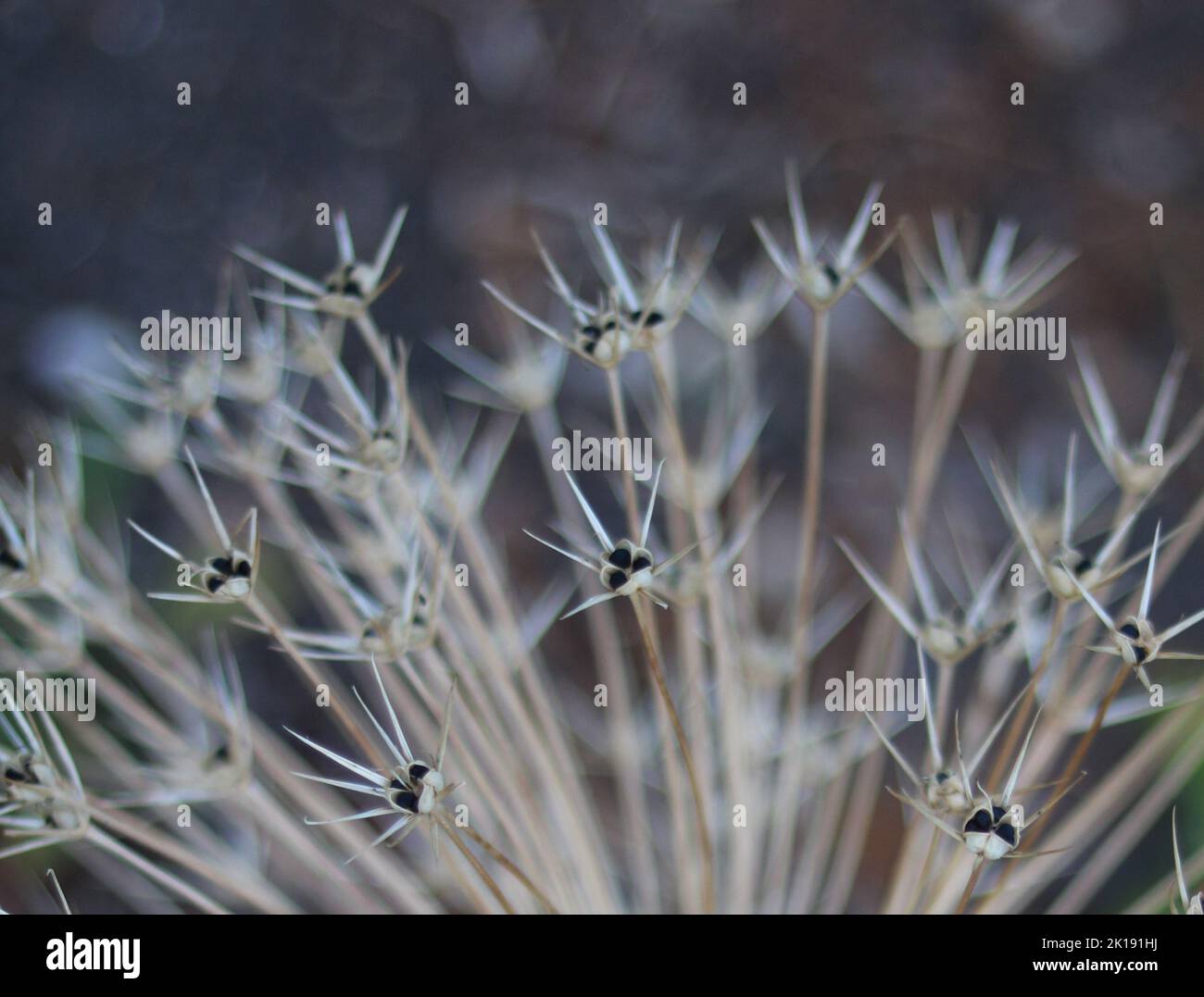 Primo piano della testa di allio in autunno con semi visibili e fondo bokeh Foto Stock