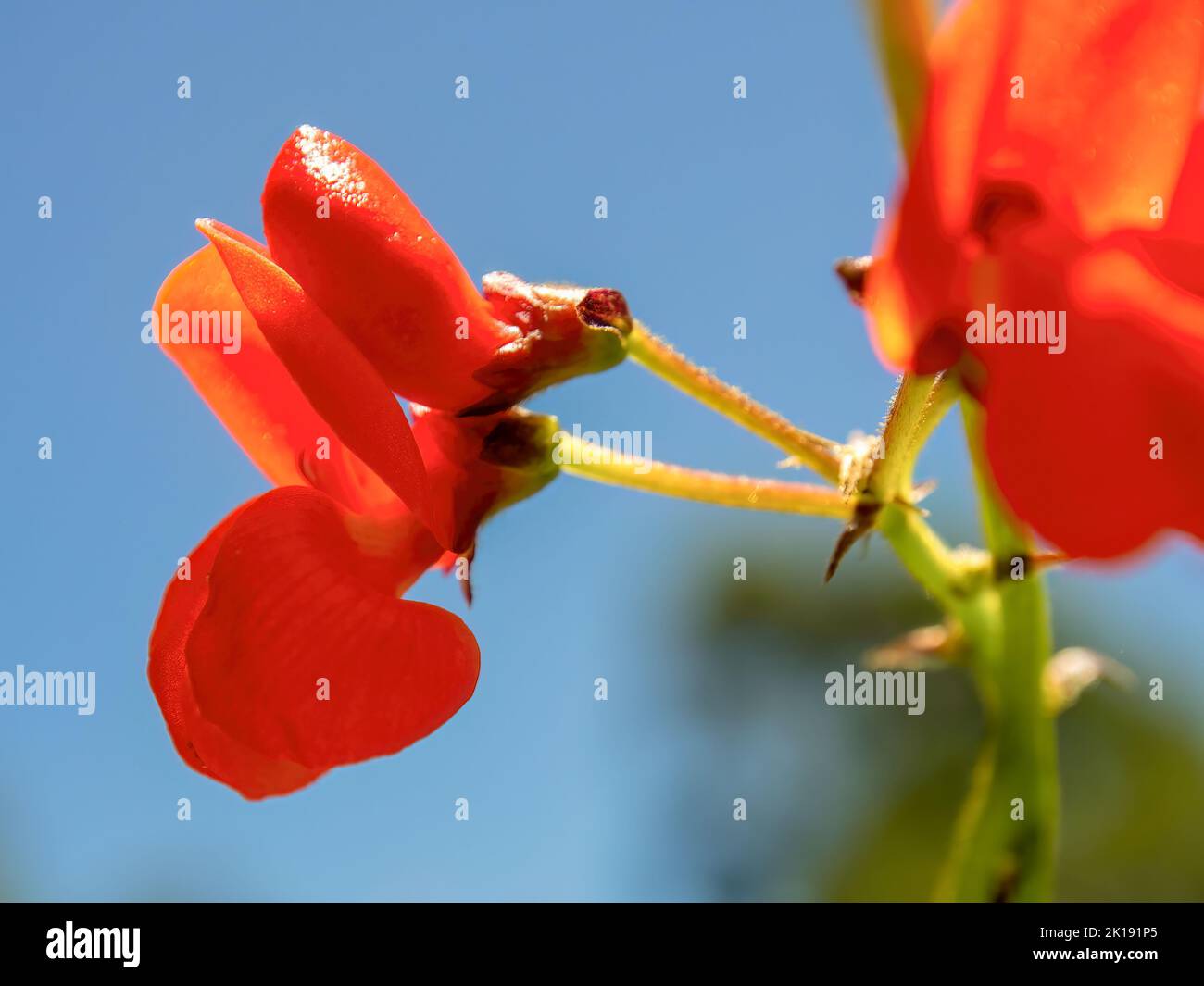 Macro fotografia del fiore rosso di un fagiolo corridore catturato contro il cielo blu in una fattoria vicino alla città coloniale di Villa de Leyva nel centro di Colo Foto Stock