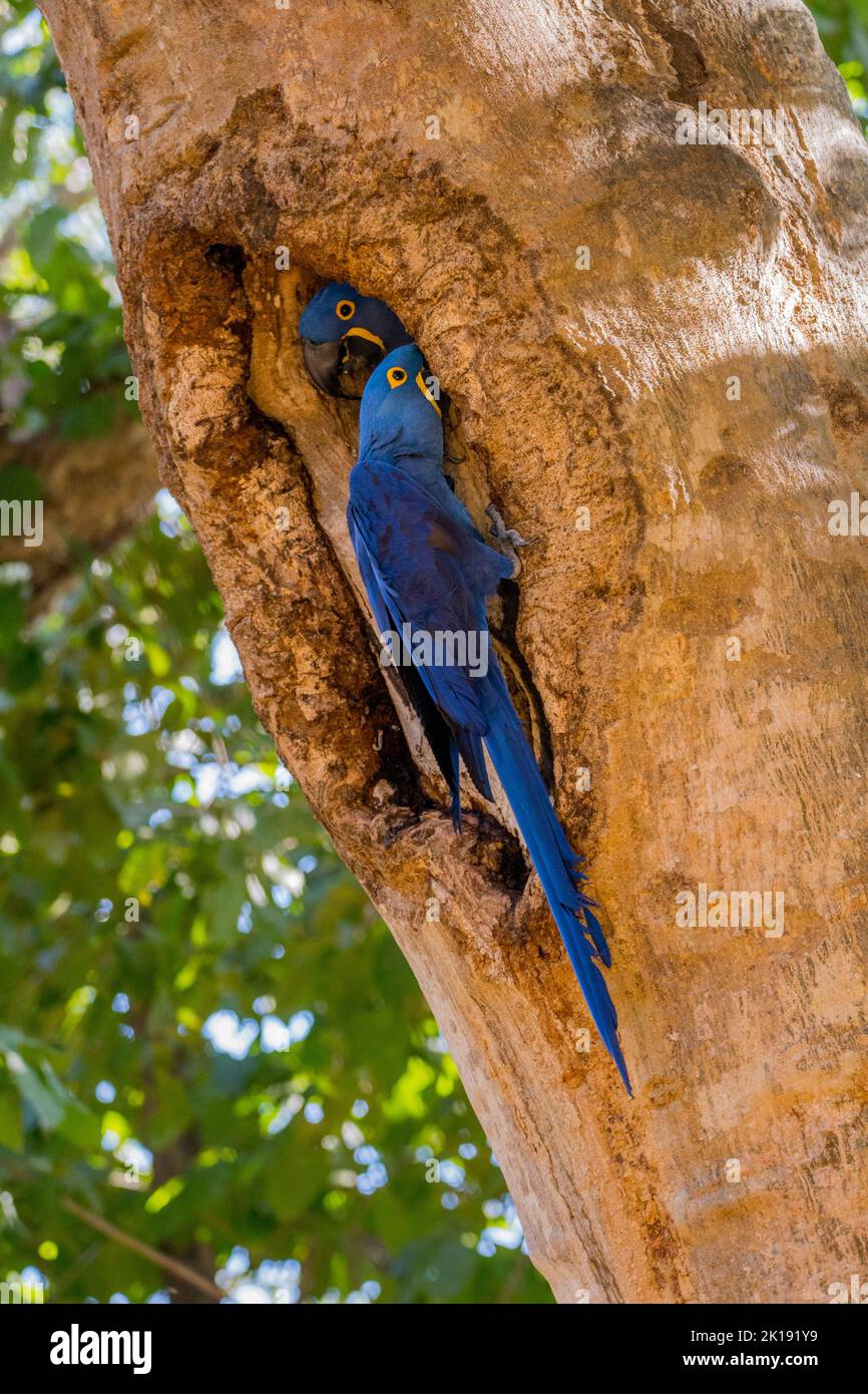 I macaws di hyacinth (Anodorhynchus hyacinthinus) al loro nido costruiti in una cavità dell'albero al Lodge di Aymara nel Pantanal del nord, stato di Mato Gr Foto Stock