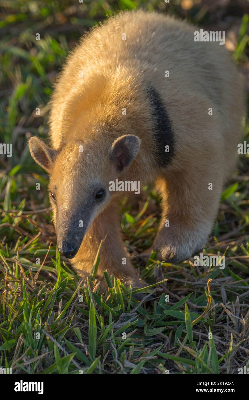 Un Tamandua meridionale (Tamandua tetradactyla) nella luce della sera sta cercando cibo nella savana vicino all'Aguape Lodge nel Pantanal meridionale, M Foto Stock