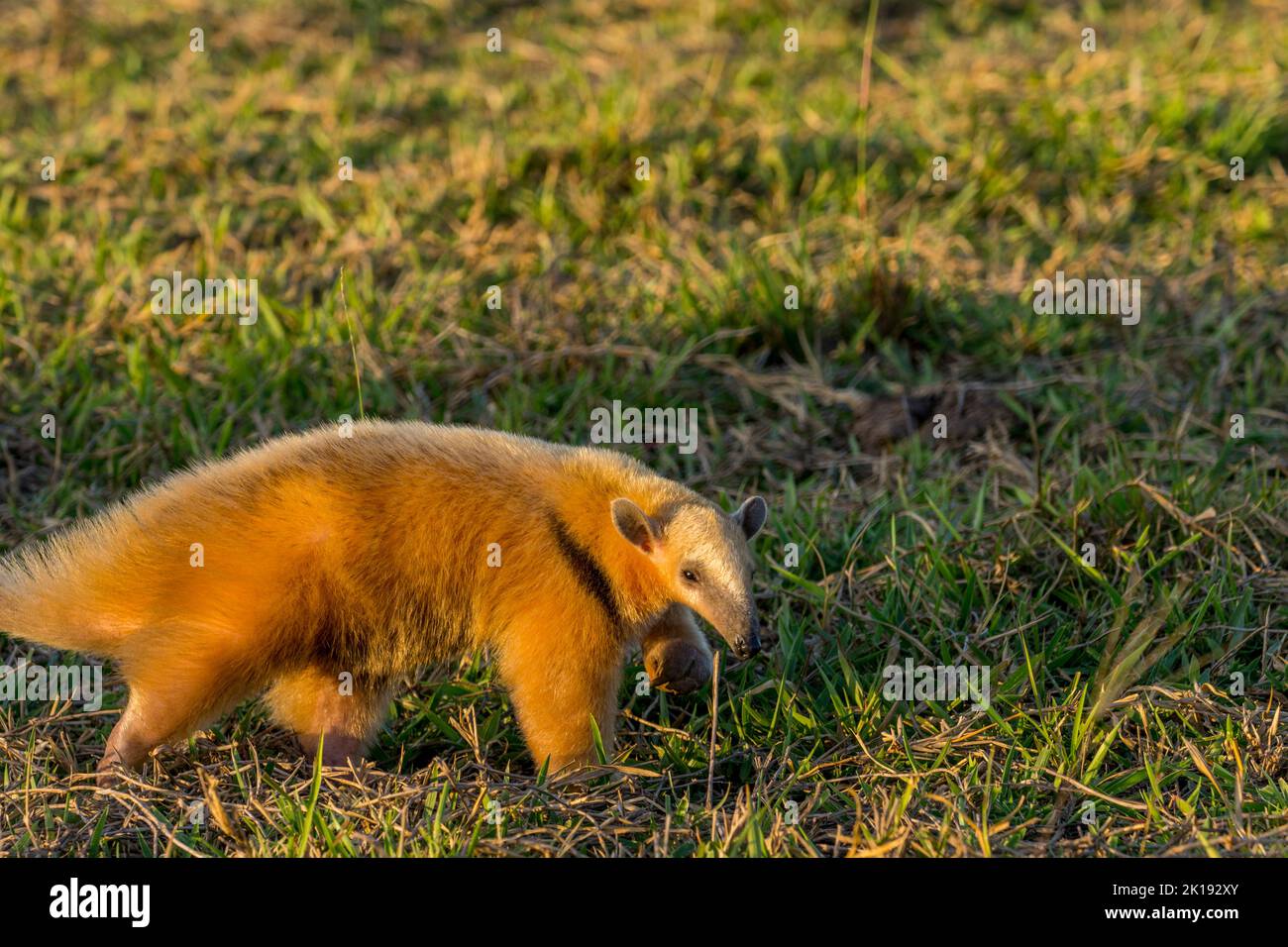 Un Tamandua meridionale (Tamandua tetradactyla) nella luce della sera sta cercando cibo nella savana vicino all'Aguape Lodge nel Pantanal meridionale, M Foto Stock