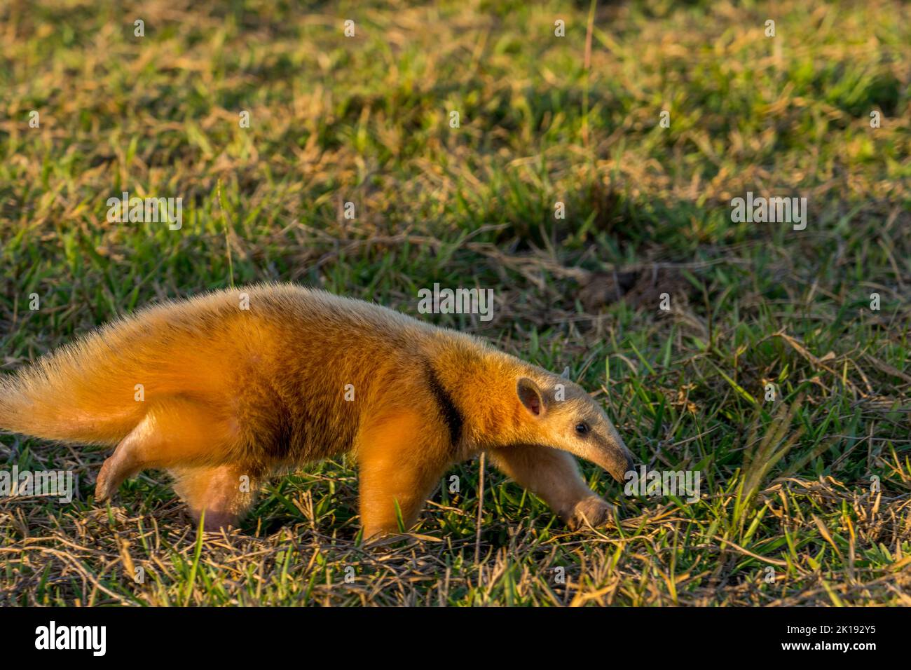 Un Tamandua meridionale (Tamandua tetradactyla) nella luce della sera sta cercando cibo nella savana vicino all'Aguape Lodge nel Pantanal meridionale, M Foto Stock