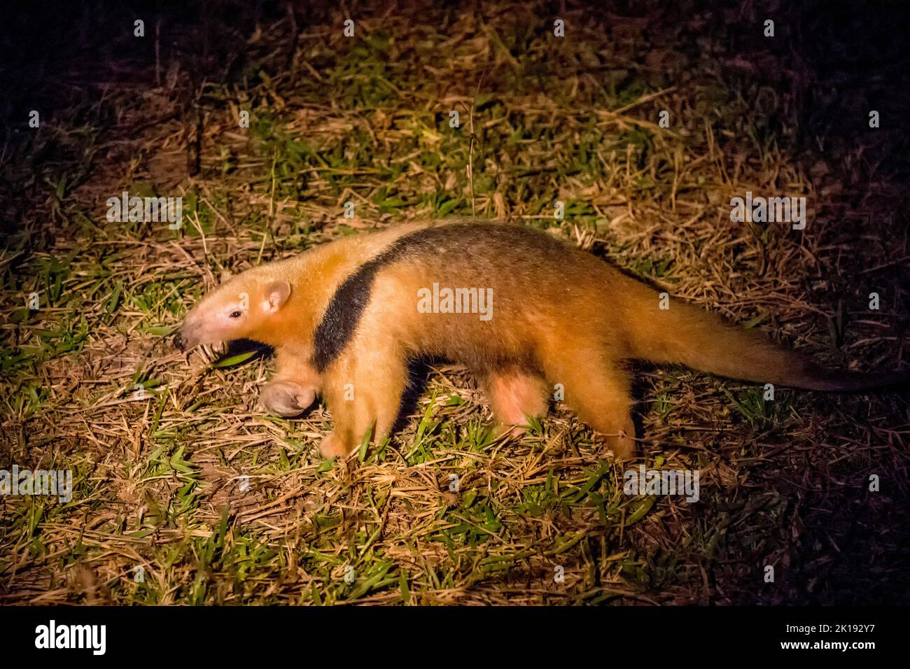 Un Tamandua meridionale (Tamandua tetradactyla) di notte alla ricerca di cibo vicino al Aguape Lodge nel Pantanal meridionale, Mato Grosso do sul, Brasile. Foto Stock