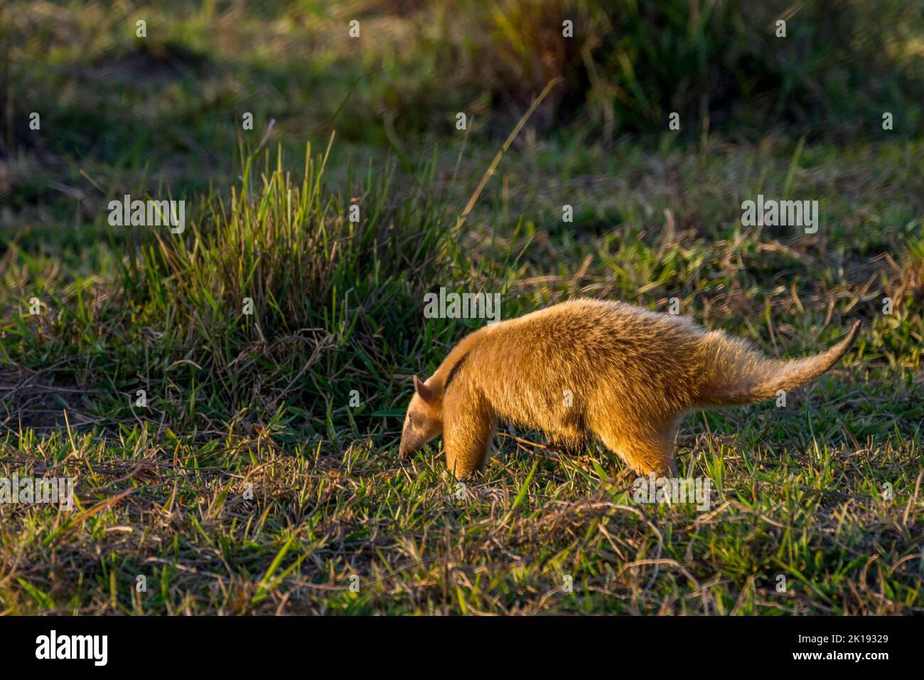 Un Tamandua meridionale (Tamandua tetradactyla) nella luce della sera sta cercando cibo nella savana vicino all'Aguape Lodge nel Pantanal meridionale, M Foto Stock