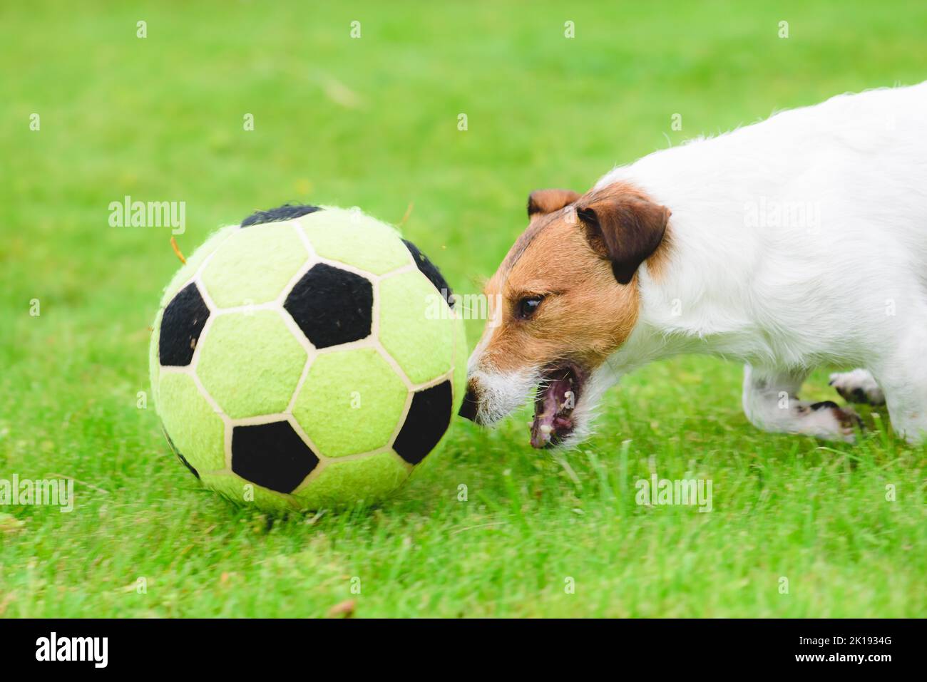 Dog dimostra eccellenti abilità di dribbling inseguendo palla di calcio (calcio) ad alta velocità Foto Stock