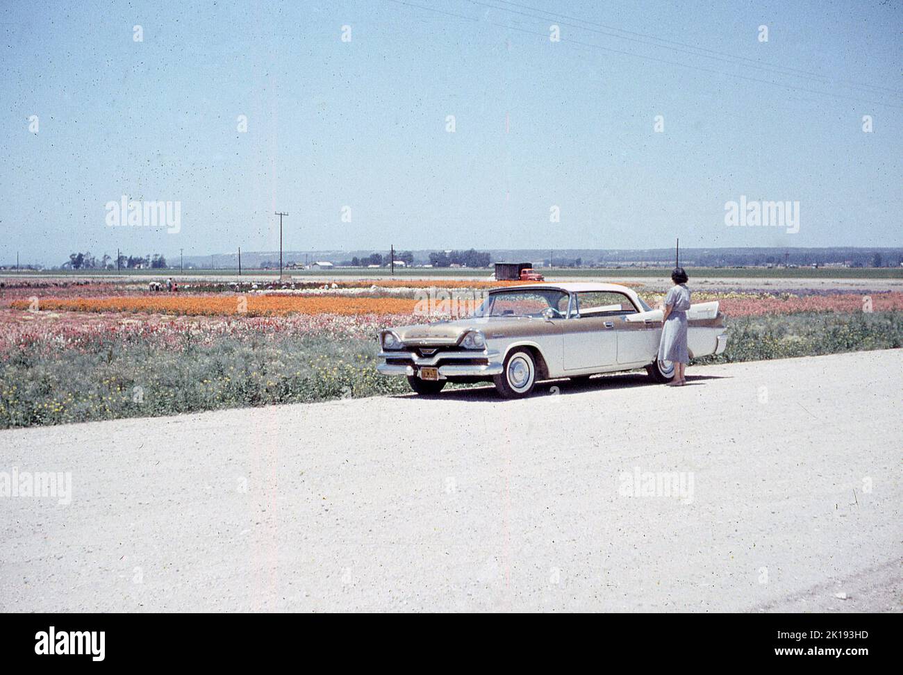 1957, storico, estivo e una signora in piedi accanto a un'automobile americana dell'epoca che si affaccia su campi di fiori fino alla città di Lompoc, California, USA. Foto Stock