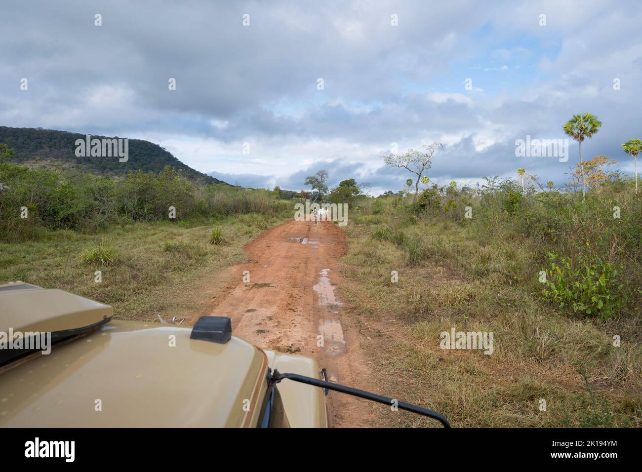 Durante il safari in un veicolo safari al Baiazinha Lodge nel Pantanal settentrionale, Stato del Mato Grosso, Brasile. Foto Stock
