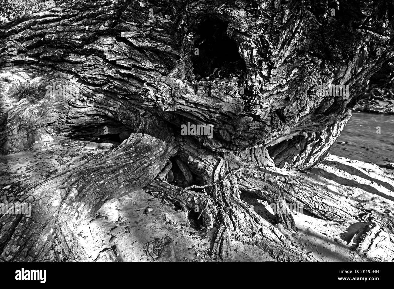 Immagine monocromatica astratta di un vecchio albero di Cottonwood distrutto da una recente alluvione, sulla riva del fiume Virgin. PA; rus Trail, Zion National Park. Uta Foto Stock