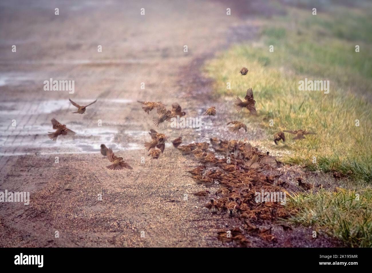 I passeri si nutrono in un gregge molto denso sul lato di una strada di campagna. La granella viene versata durante il trasporto in un veicolo. Guarda come si fluttano splendidamente Foto Stock