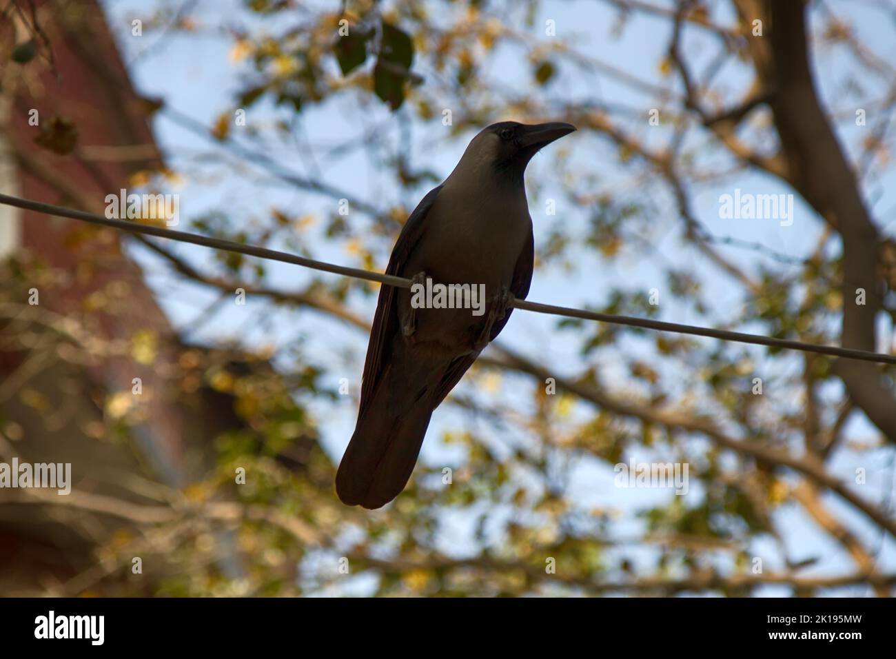 Indian Glossy Black Raven, House Crow (Corvus splendens) nelle città dell'India come vicariato di Carrion Crow e Hooded Crow nelle città d'Europa, perfectl Foto Stock