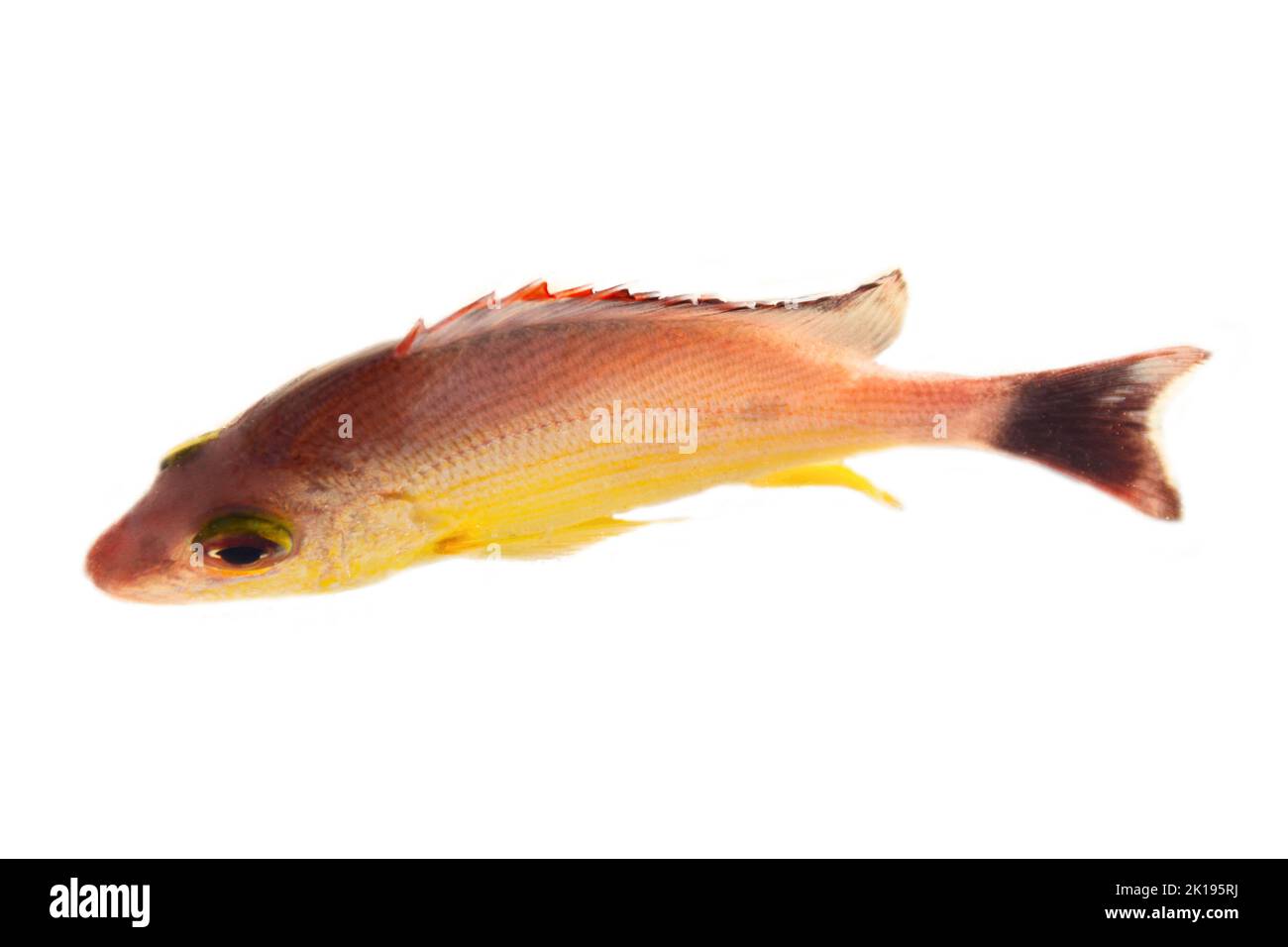 Pesce predatore giallo con strisce arancioni e pinne (come il cichlid) dallo Sri Lanka, pesce d'oro isolato su sfondo bianco Foto Stock