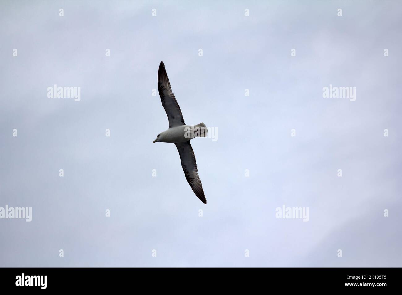 Fulmar settentrionale (Fulmarus glacialis, morfo bianco) in volo. Alte latitudini dell'Oceano Artico, tre, uccelli oceanici Foto Stock