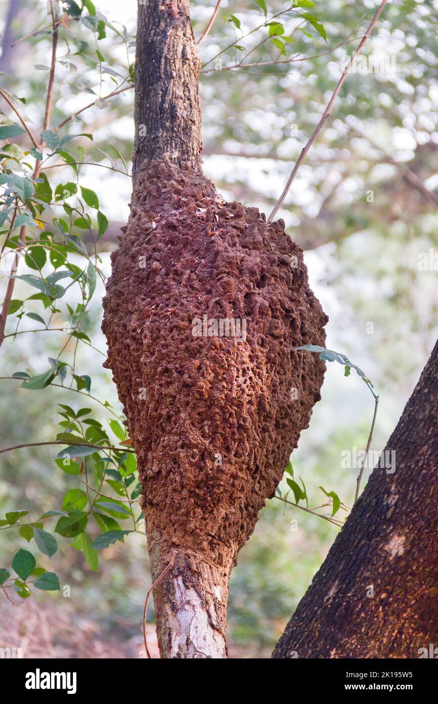 Cumulo di termite su un albero in una foresta pluviale con alta umidità. Thailandia Foto Stock