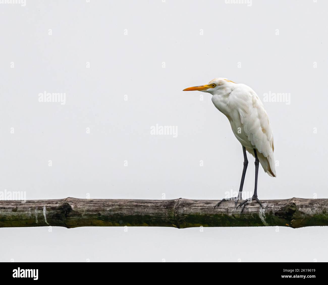 Un Egret appollaiato su un palo di bambù Foto Stock