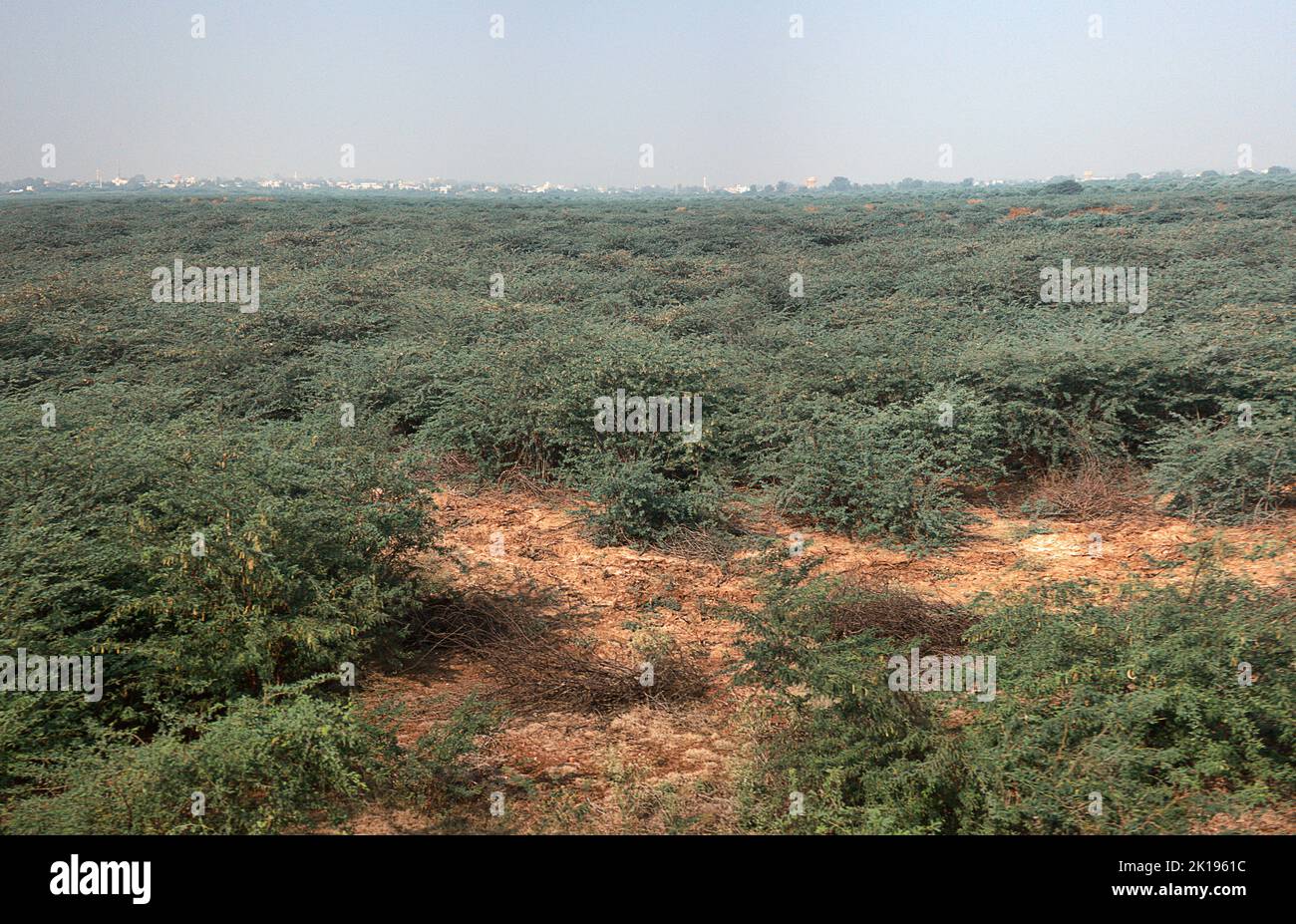 Terre desolate e barrene. Terreni argillosi con terreno pesante sono abbandonati dopo overgrazing. Overgrown con cespugli xerofili spinoso - spina-scrub-savana su s Foto Stock