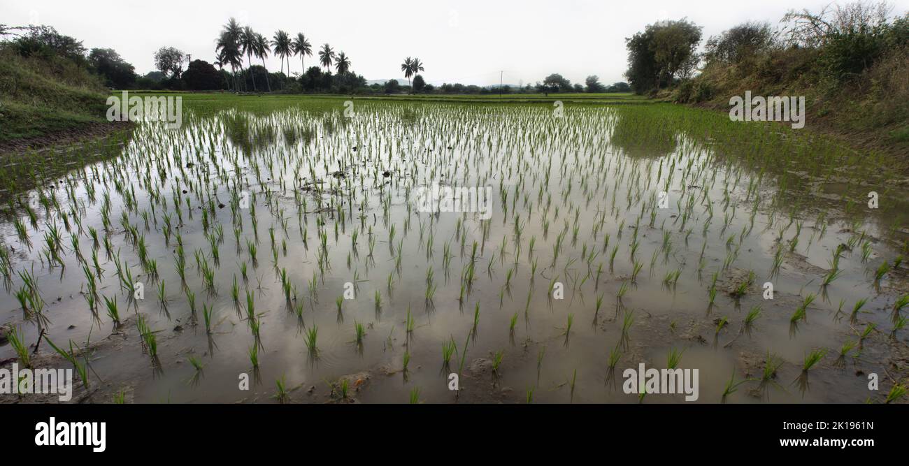 Un campo di riso con germogli di riso circondato da una diga e palme, risaia baia. Coltivazione di riso indiano in inverno (raccolti di riso diversi) Foto Stock