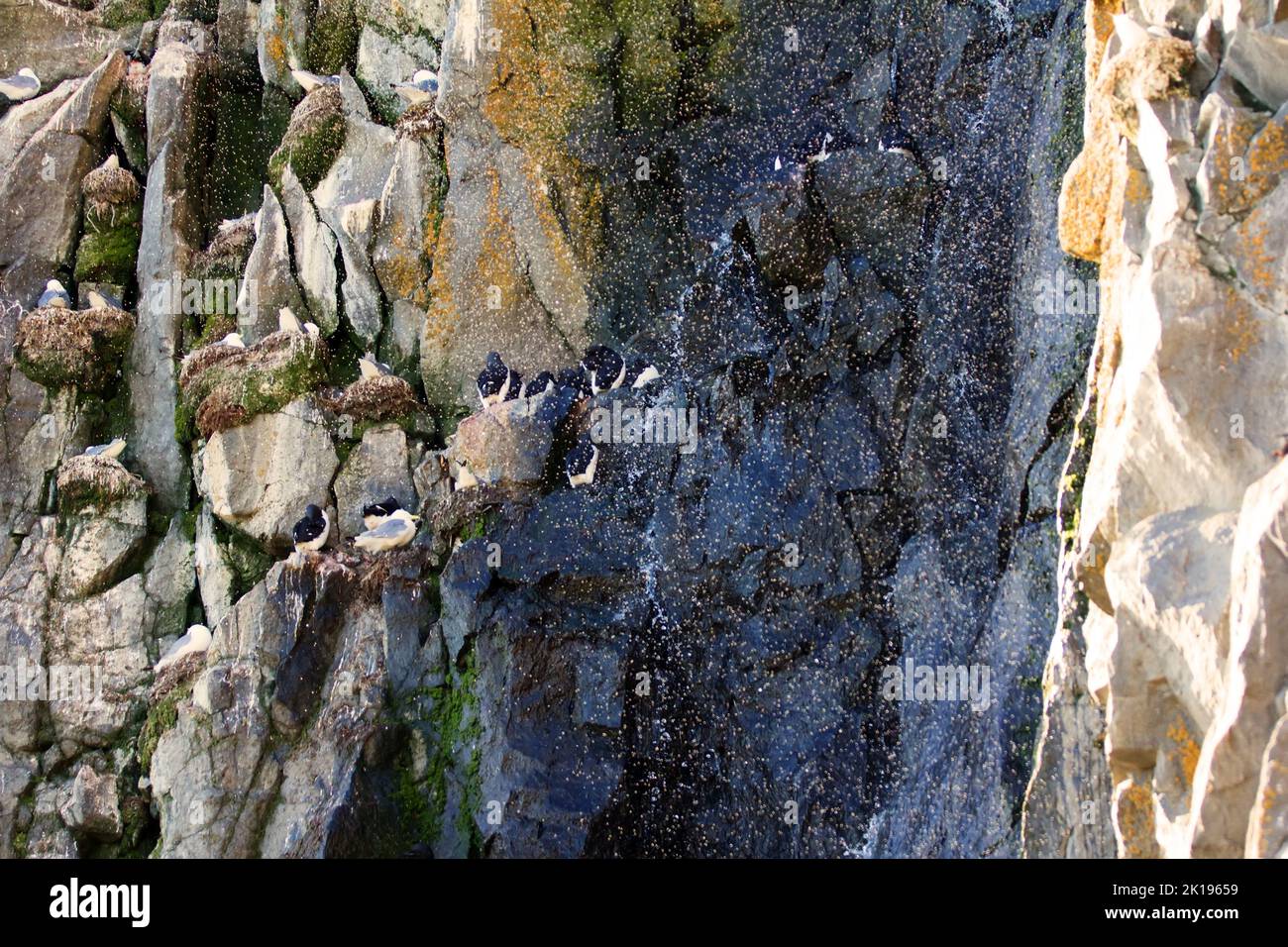 L'acqua scorre lungo le rocce, ma un eccesso di umidità non interferisce con la nidificazione degli uccelli marini (guillemots). TRE Foto Stock
