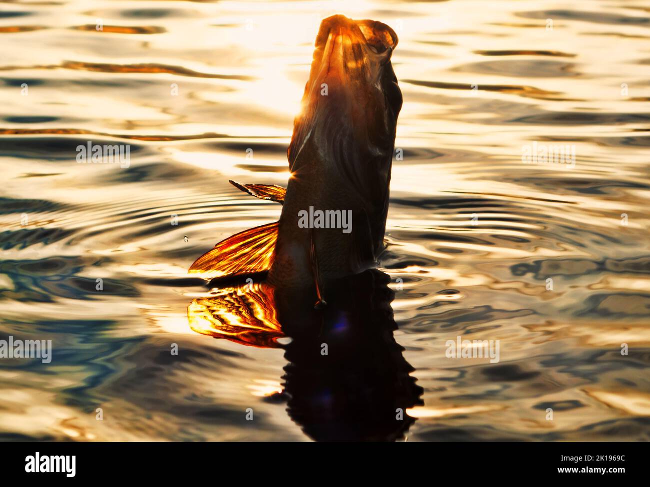 Pesca al tramonto. Cattura del pesce predatore sulla filatura. Colori del tramonto sulla superficie dell'acqua, sentiero soleggiato dal sole basso. Posate su cucchiaino giallo Foto Stock