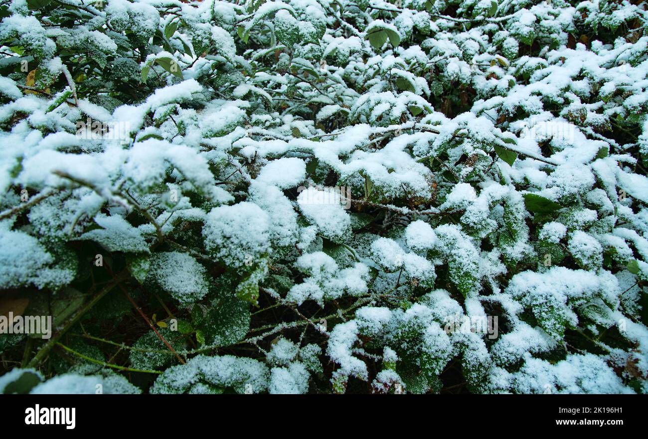 Prima neve. Addensati autunnali di more, clematidi e altre liane sono ricoperti di neve inaspettata per il sud Foto Stock