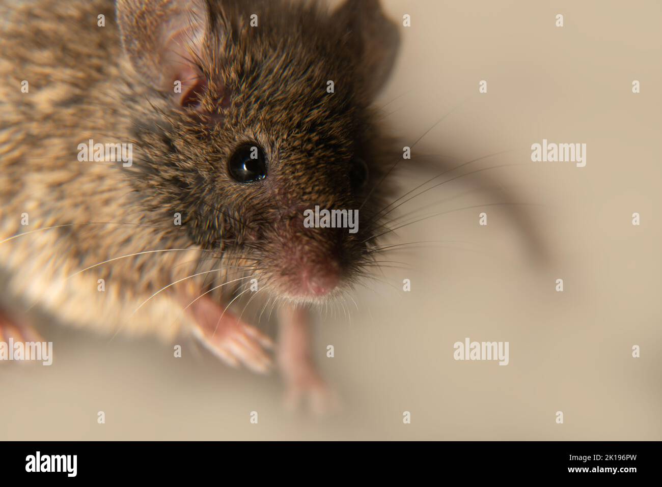 I topi svizzeri (casa) (Mus musculus) accompagnano costantemente gli esseri umani (sinantropi) e parassitari: Mangiare grano in storages, prodotti. Non è possib Foto Stock