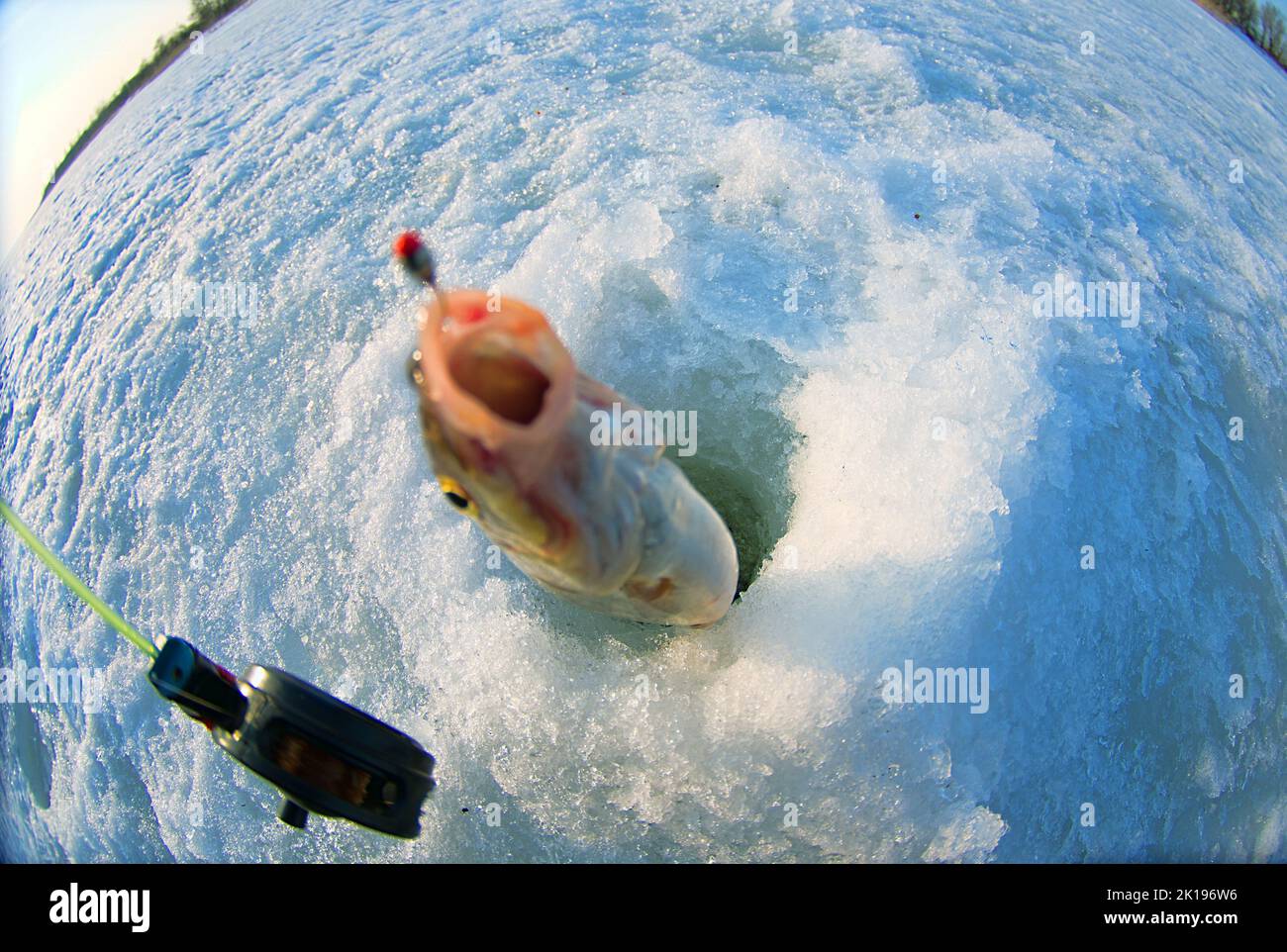 Pesca ricreativa sul ghiaccio. Una foto di Zarthé (vimba vimba) pesca con un buco, un panorama del fiume e la costa della foresta. Viene utilizzata una lente fish-eye Foto Stock