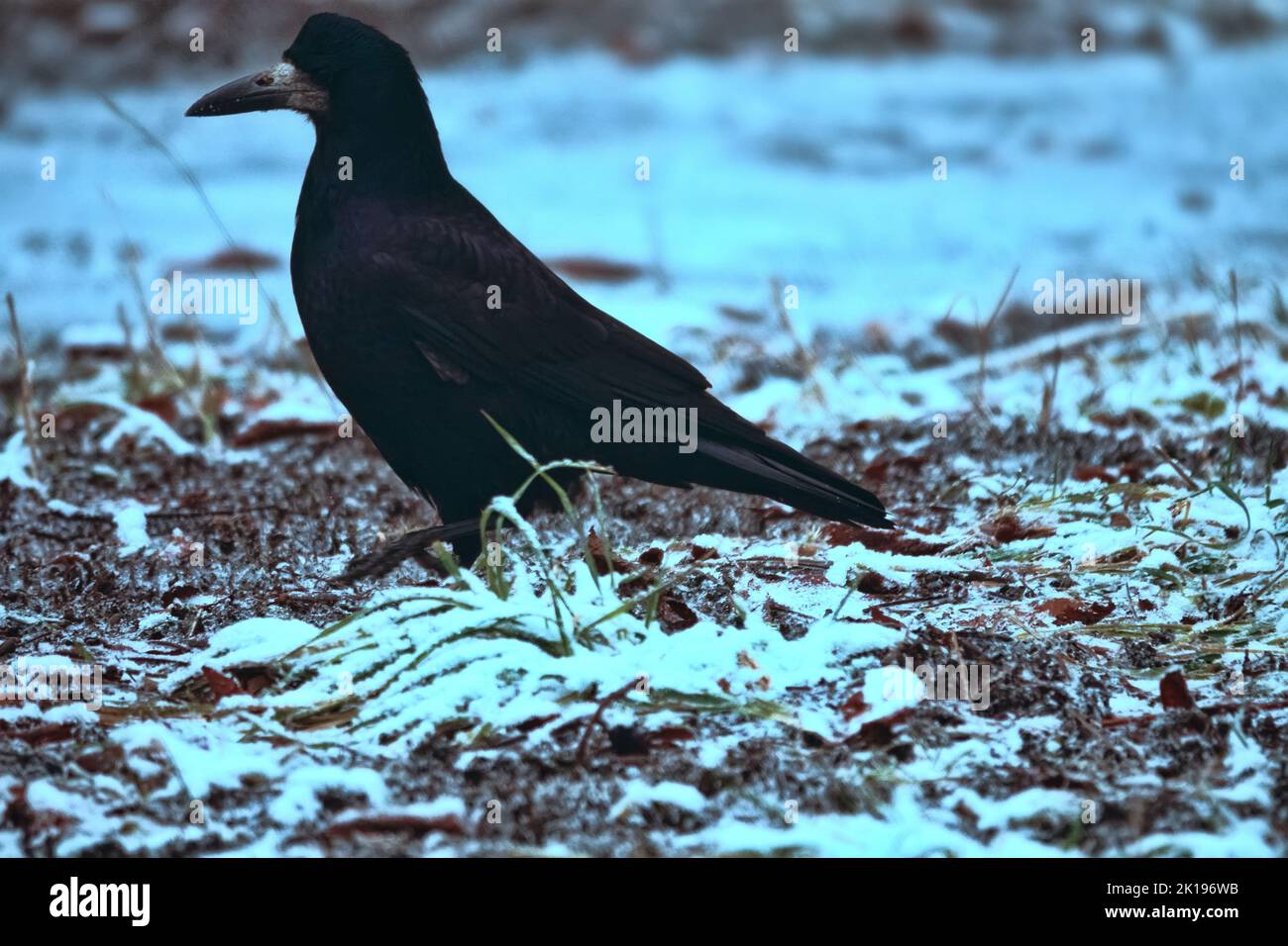Un rook si nutre di un campo invernale durante un disgelo. L'uccello ha ottenuto il suo becco sporco quando estrae i lombrichi. Primo piano Foto Stock