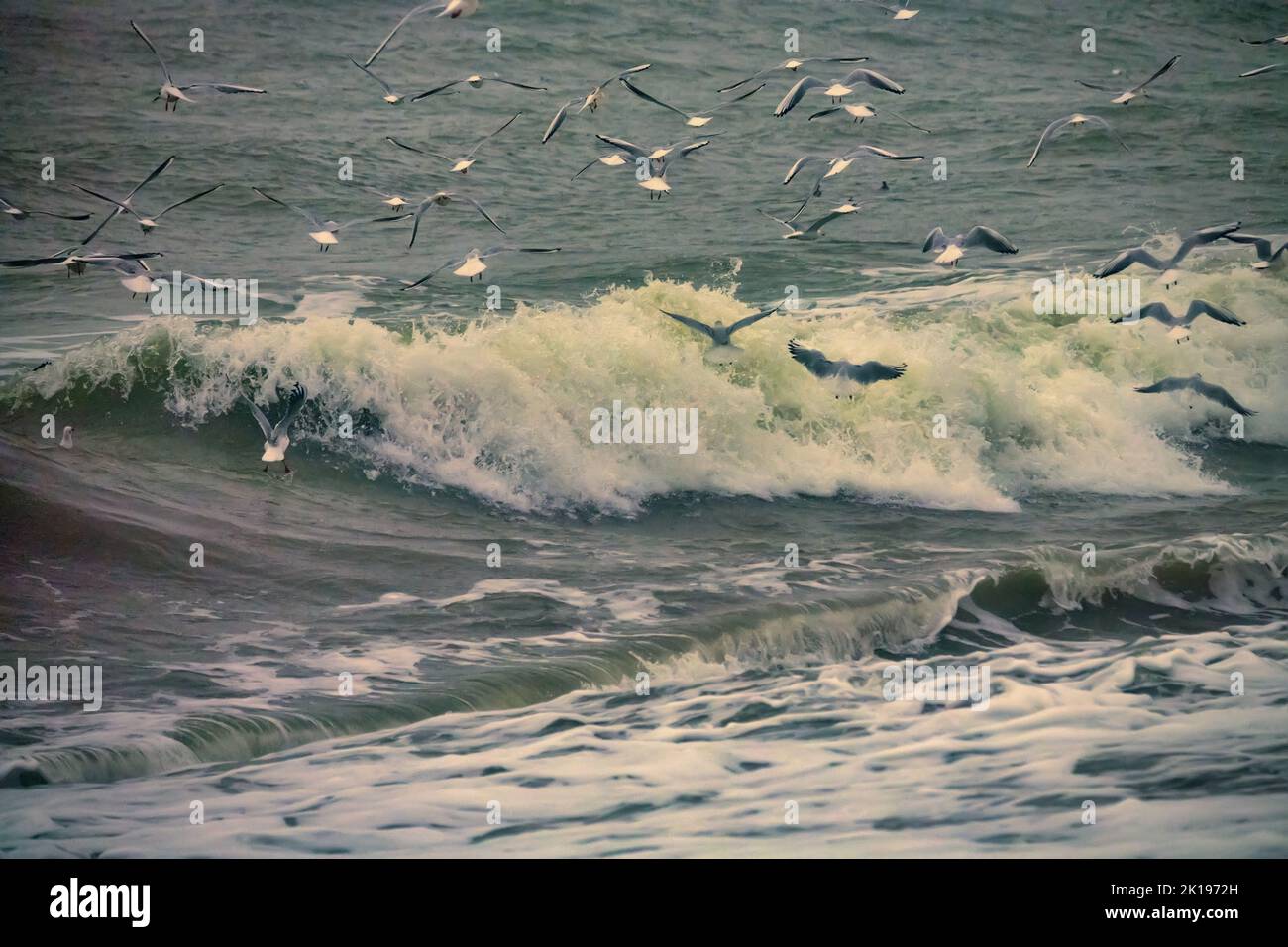Tempesta invernale. Gabbiano a testa nera (Larus ridibundus) sorvolare il mare infuriante (gabbiano sopra l'onda) Foto Stock