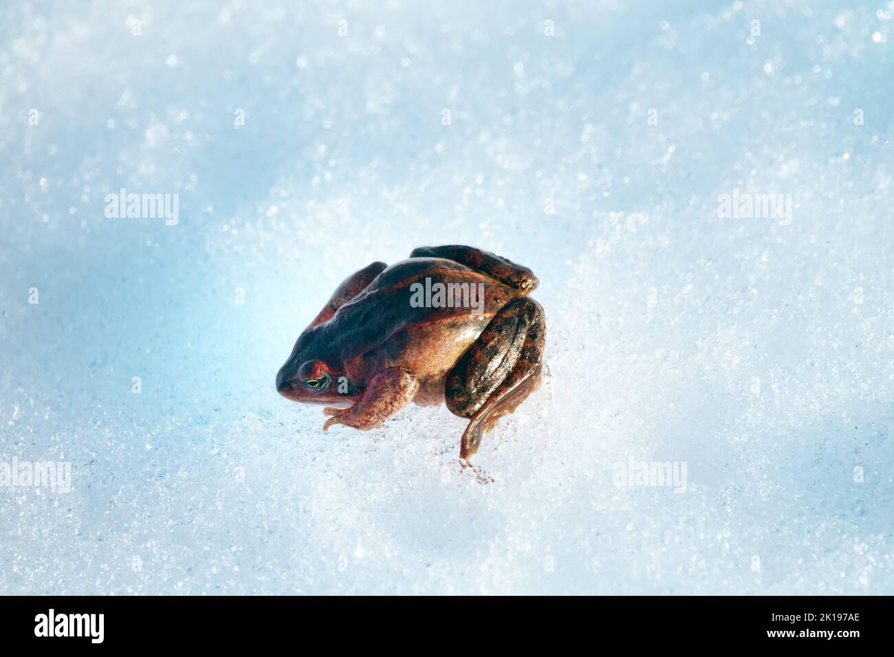 Questa rana di Moor (Rana arvalis) si svegliò in primavera e fa la transizione dallo stagno ibernante attraverso la neve in una giornata di sole Foto Stock