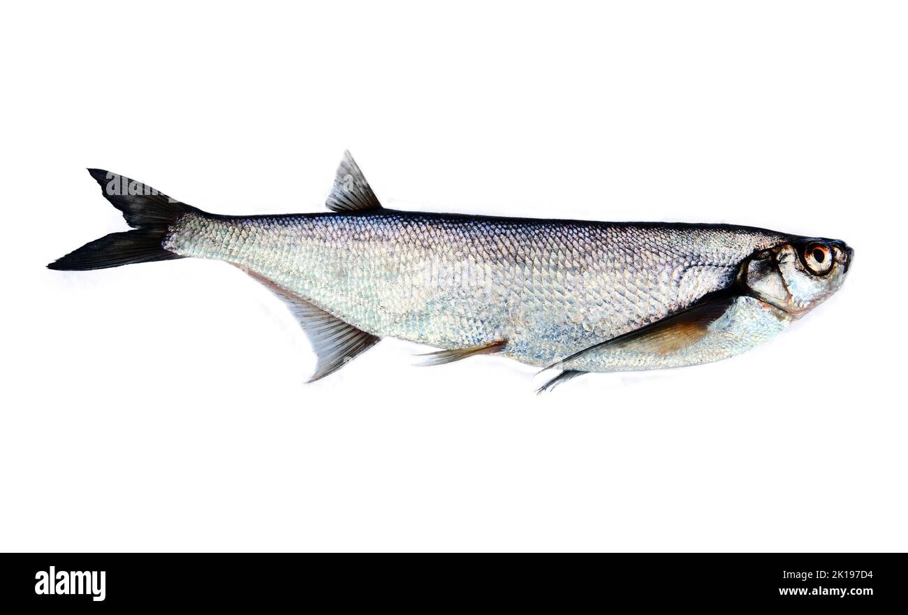 Pesce d'argento su sfondo bianco. Sabrefish (Pelecus cultratus) dal Delta del fiume Svir, mandria di pesci residenziali, bacino del lago Ladoga, Russia Foto Stock