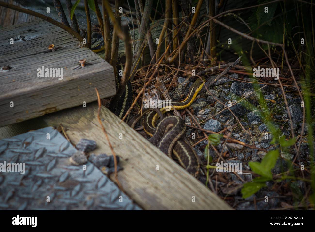 Un serpente di garter che striscia dal lato del ponte di legno al parco provinciale di Arrowhead in Ontario, Canada Foto Stock