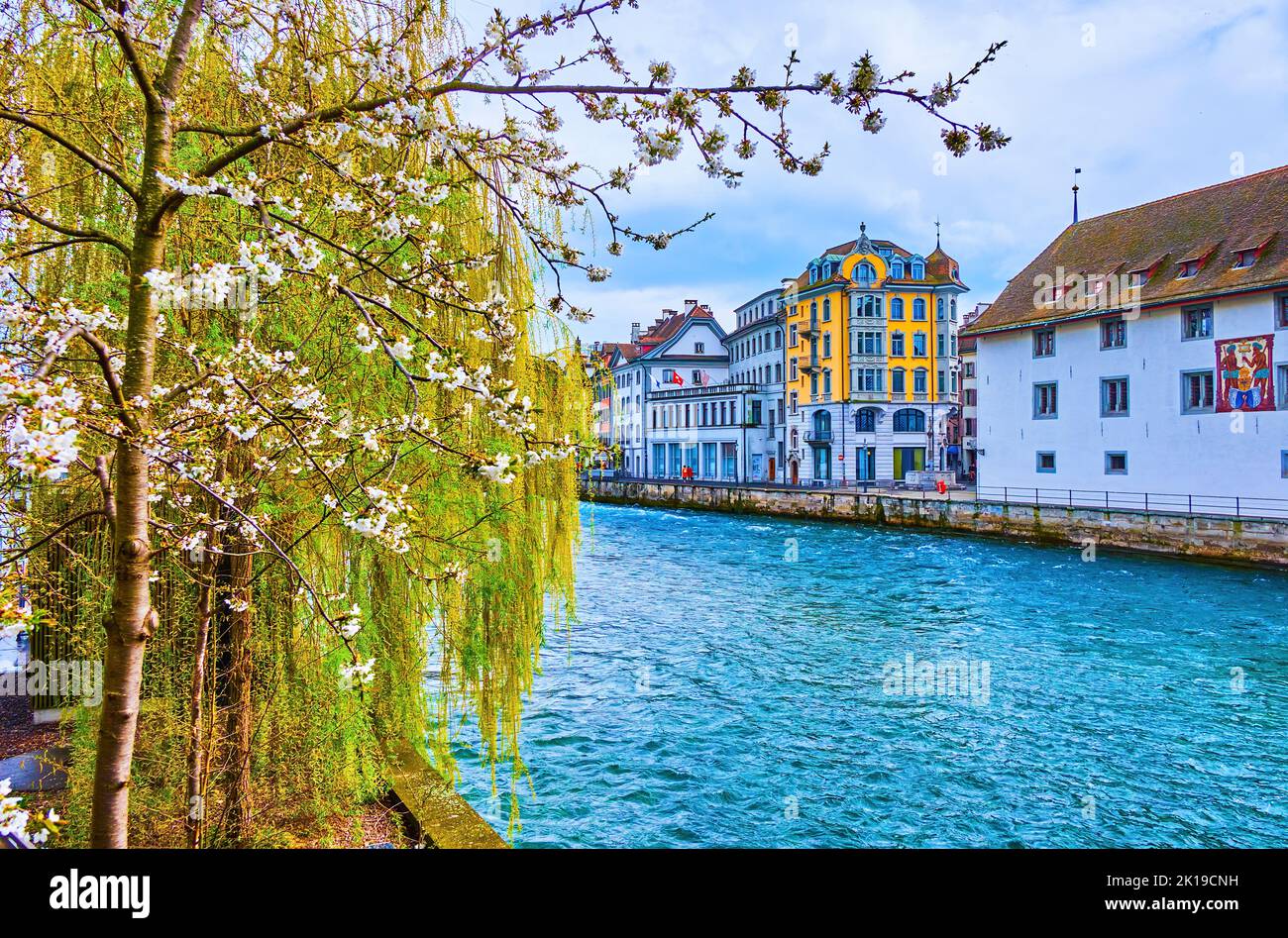 Albero di ciliegio in fiore con fiori bianchi sulla riva del fiume Reuss vicino alla diga dell'ago a Lucerna, in Svizzera Foto Stock