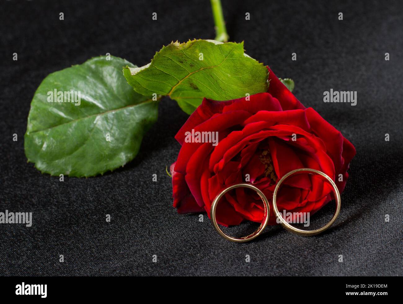 Anelli di nozze e rosa rossa Foto Stock