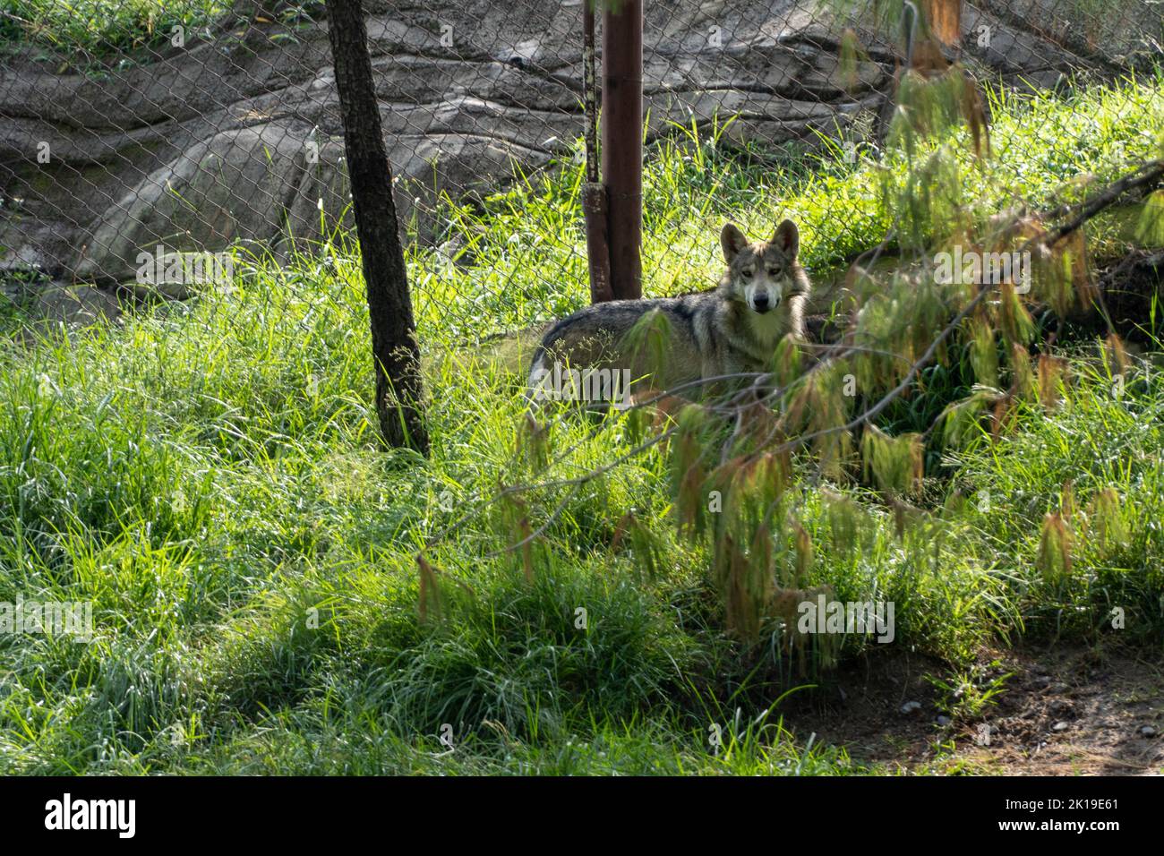 Un lupus canico messicano lupo grigio allo zoo con una maglia sullo sfondo Foto Stock