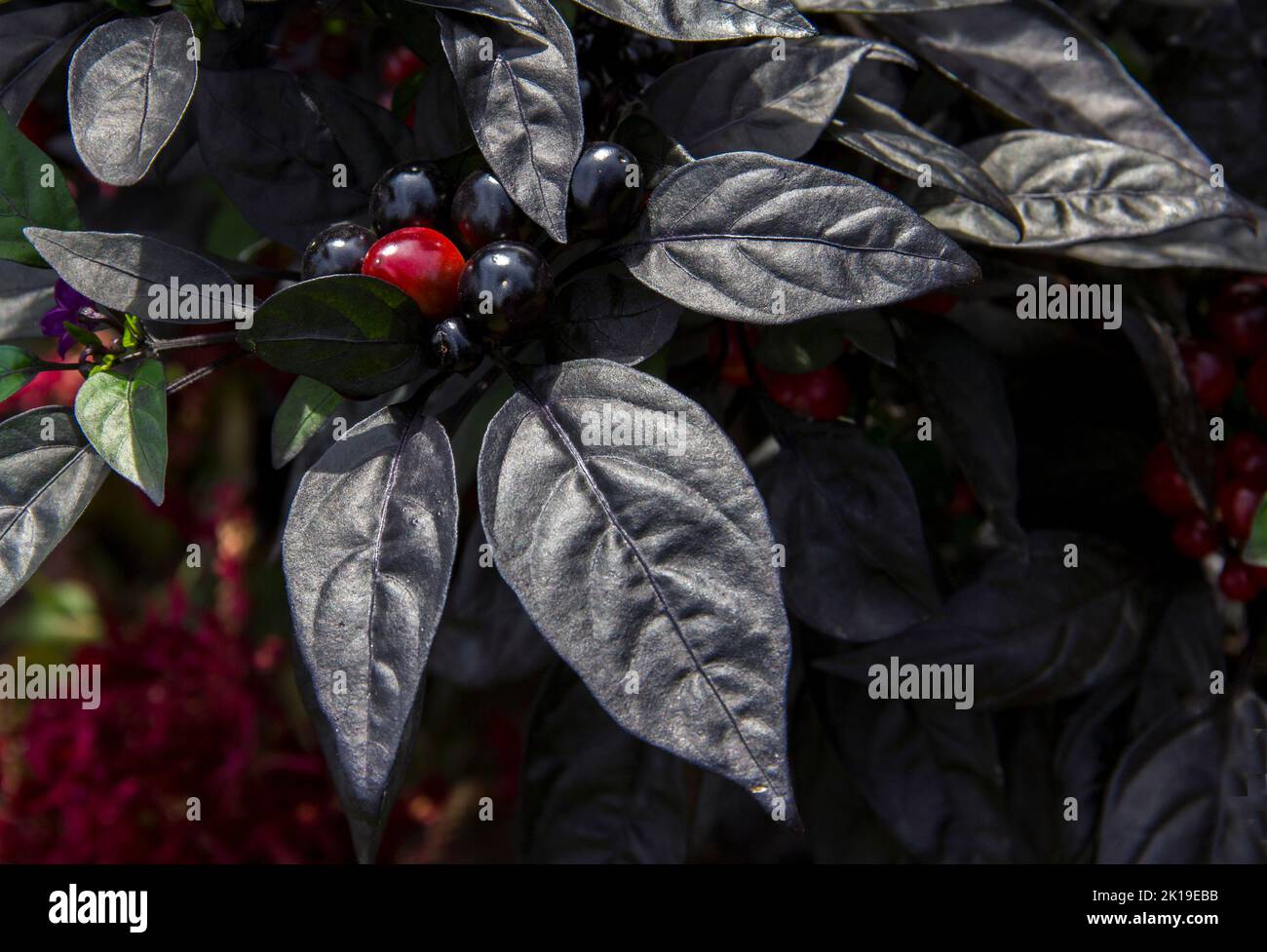 Pepe nero ornamentale perla con fiori viola Foto Stock