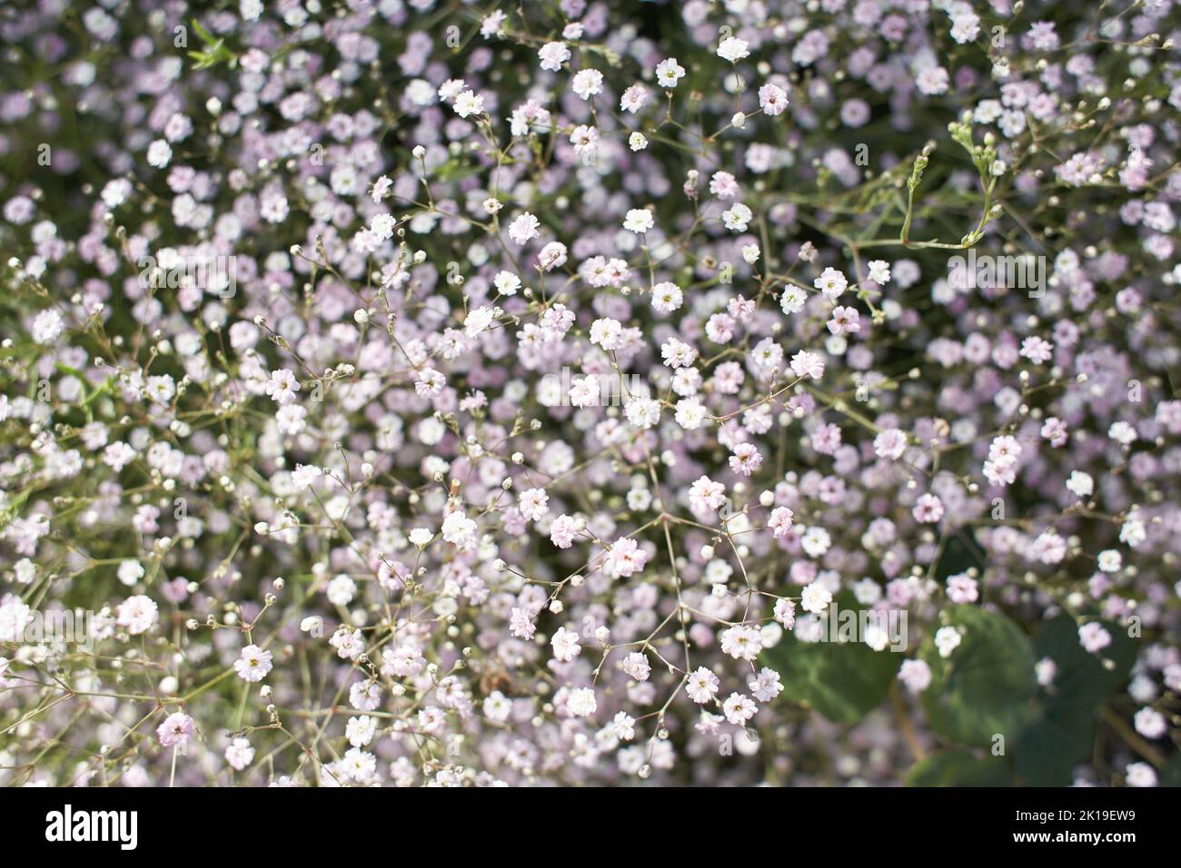 Piccoli fiori bianchi selvatici in erba verde. Caryophyllaceae, Gipsofila (Rosenschleier). Fiori di legno bianco. Stellaria Graminea è una specie di fioritura Foto Stock