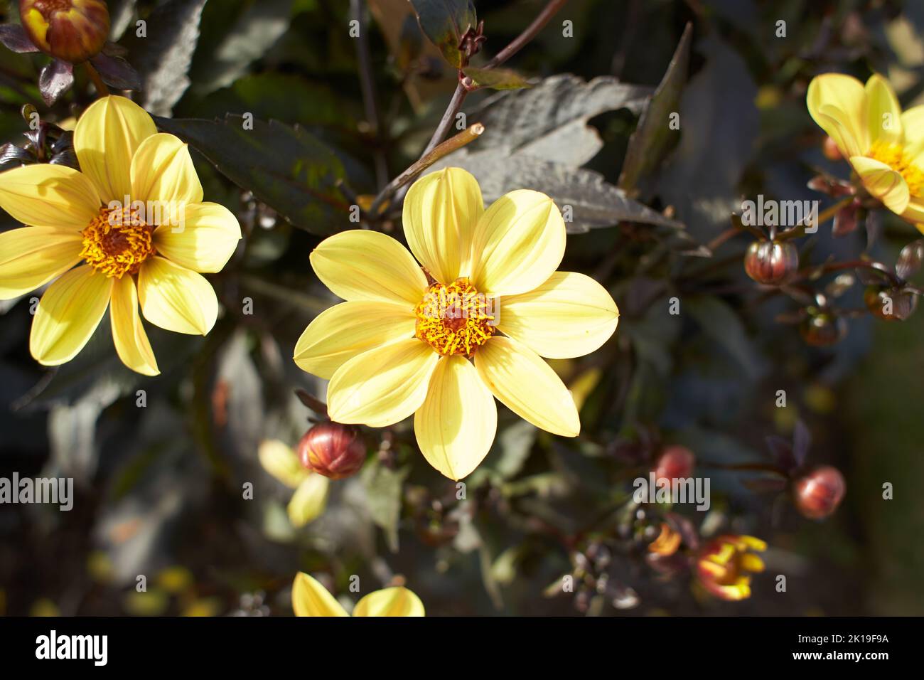 Primo piano di fiori gialli di Dahlia Mystic Haze in fiore. Piante autunnali. Foto Stock